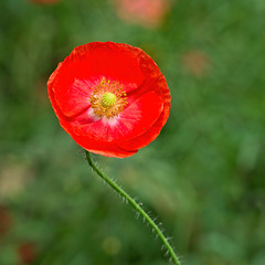 Poppy