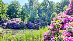 Rhododendrensträucher im Schloßpark Wiligrad