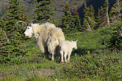 Mountain Goats