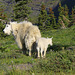 Mountain Goats