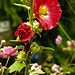 20230723 3086CPw [D~LIP] Stockrose (Alcea rosea), UWZ, Bad Salzuflen