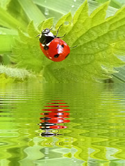 Coccinelle avec Miror lab .......