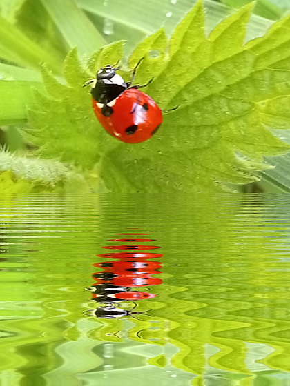 Coccinelle avec Miror lab .......