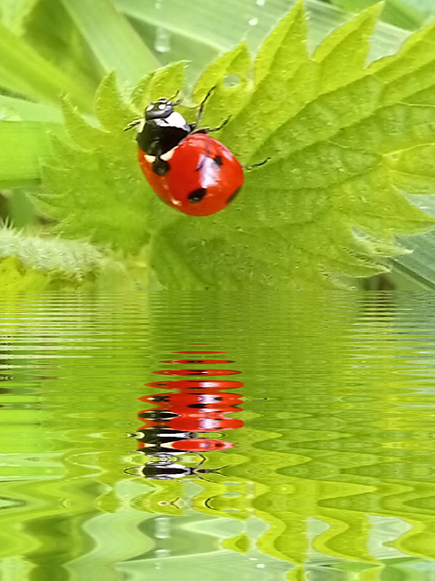 Coccinelle avec Miror lab .......