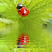 Coccinelle avec Miror lab .......