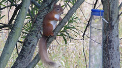 Video of the Acrobat...