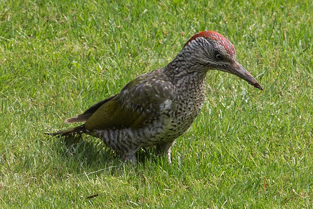 20150820 8492VRAw [D~RI] Grünspecht (Picus viridis), Rinteln