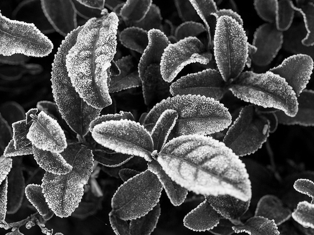 Frosted tea leaves