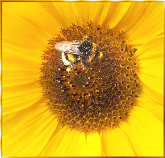 Sunflower with Bumblebee. ©UdoSm