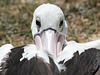 Pélican à lunettes, Parc des Oiseaux = Parc ornithologique des Dombes, Villars-les-Dombes (Ain, France)