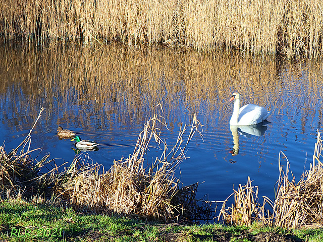 Entenfamilie mit Adoptivkind