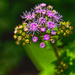 Blue Mistflower