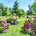 Rhododendrensträucher im Schloßpark Wiligrad