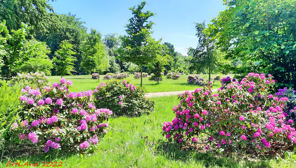 Rhododendrensträucher im Schloßpark Wiligrad