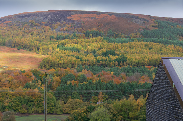 Longdendale Autumn trees