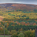 Longdendale Autumn trees