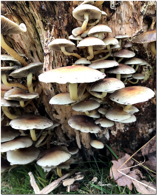 Lakeland Fungi