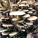 Lakeland Fungi