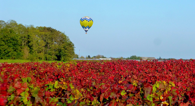 Les vignobles de l'Orléanais...