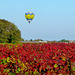 Les vignobles de l'Orléanais...