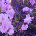 ALMOND BUSH