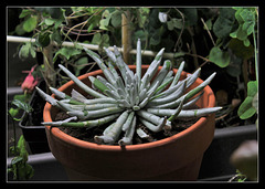 Senecio scaposus (1)