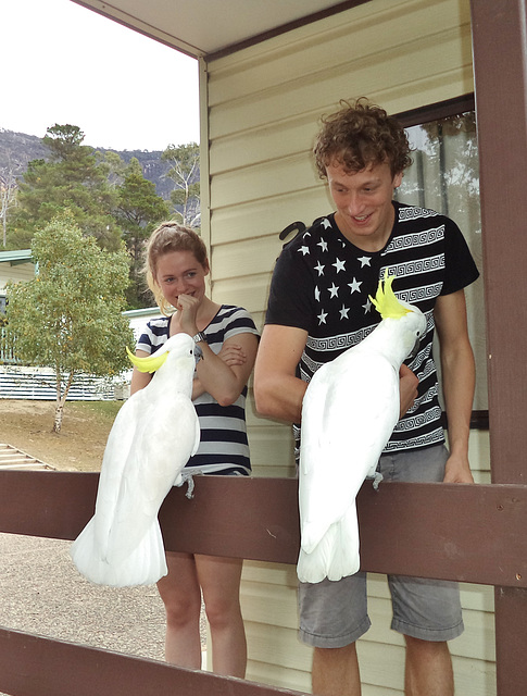 cockatoos by our cabin