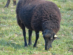 Transhumance du 16 mars 2016