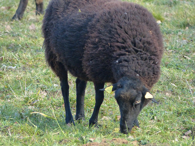 Transhumance du 16 mars 2016