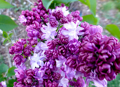 couleurs lilas...