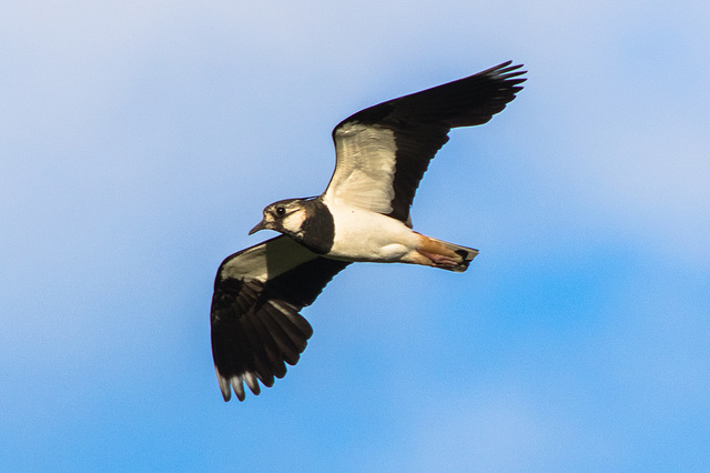 Lapwing in flight