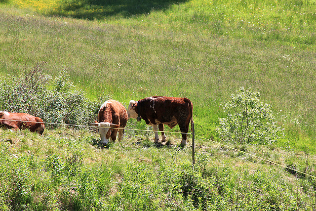 Ochsen der Kradorfer Alm   (PIP)