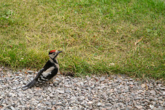 Young woodpecker, wondering what to peck at ground level!