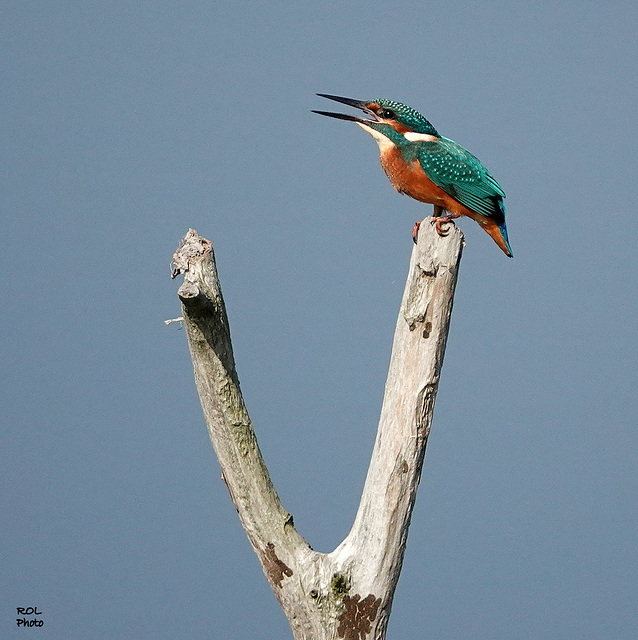 MARTIN... va à la Pêche....................