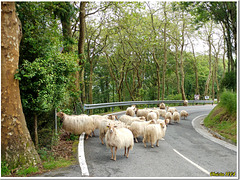 Give way to the sheeps!