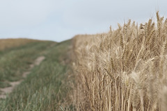 Weizen auf dem Maifeld