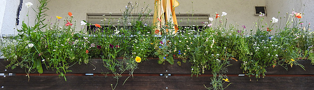 20210717 1786CPw [D~LIP] Balkonblumen, Bad Salzuflen