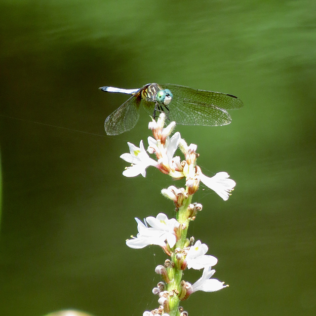 Great blue skimmer (M)