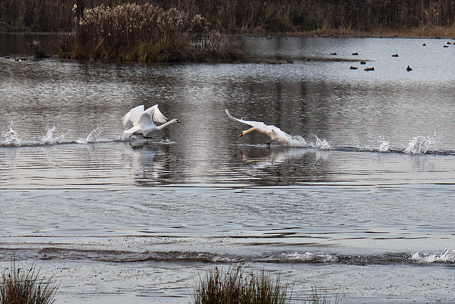 Swan fighting together