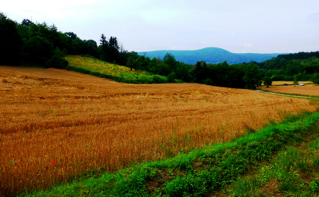 Blick in Richtung Neuenahrer Berg