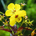 20230723 3087CPw [D~LIP] Bewimperter Felberich (Lysimachia ciliata), UWZ, Bad Salzuflen