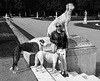 SC145 - Dog and Owner
