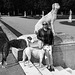 SC145 - Dog and Owner