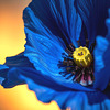 Pavot / Poppy [EXPLORER]
