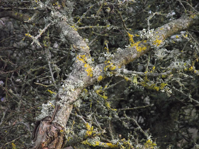 The trunk and branches with the odd twig thrown in for good measure.