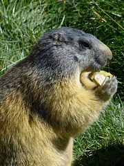 ...la marmotte...gourmande