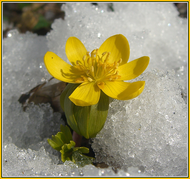 Schnee gehört zum Winterling