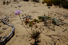 Armeria pungens, Erva-divina