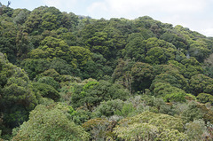 Our last view of a tropical forest in Costa Rica