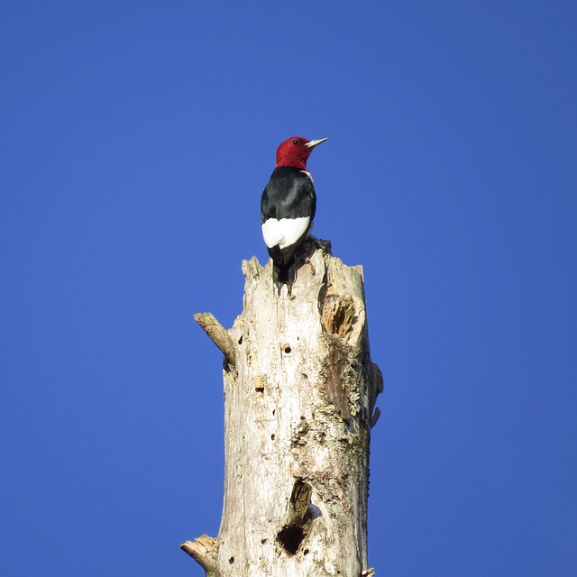 Red-headed woodpecker